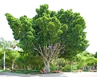 Ficus microcarpa tree