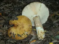 Almond-scented Russula
