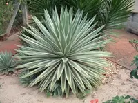 Caribbean agave