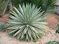 Caribbean agave (Agave angustifolia) plant