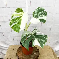 Monstera deliciosa 'Albovariegata' leaves