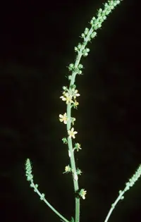 harvestlice