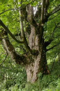 Sycamore