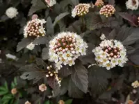 Eastern Ninebark