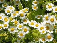 feverfew (Tanacetum parthenium) plant