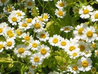 feverfew (Tanacetum parthenium) plant