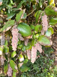 Silk tassel bush