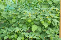 Mexican groundcherry
