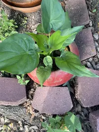 Chinese taro photo by a Botan App user