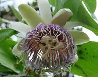 bell apple