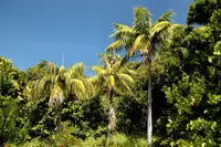 Kentia palm