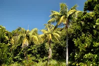 Kentia palm
