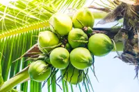 Cocos nucifera