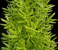 Cwebe asparagus fern