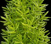 Cwebe asparagus fern