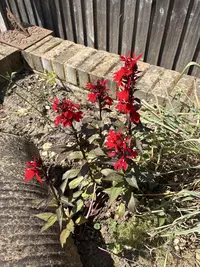 Cardinal flower photo by a Botan App user