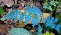 Peacock Fern (Selaginella willdenowii) plant