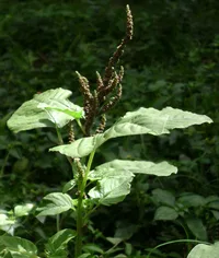 slender amaranth
