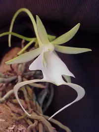 Ghost orchid