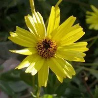 California brittlebush