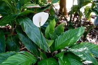 Alpinia formosana