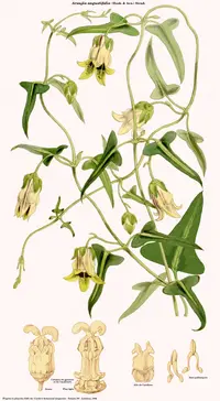 Araujia angustifolia