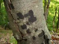 Beech Tarcrust