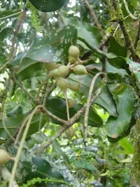 macadamia nut