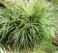 Tillandsia stricta