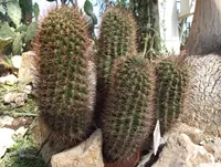 Eriosyce curvispina