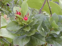 ohelo kau la'au (Vaccinium calycinum) plant