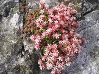 English Stonecrop