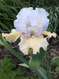 Iris