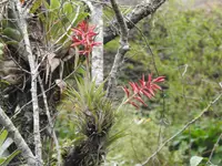 Tillandsia gymnobotrya (Tillandsia gymnobotrya) plant