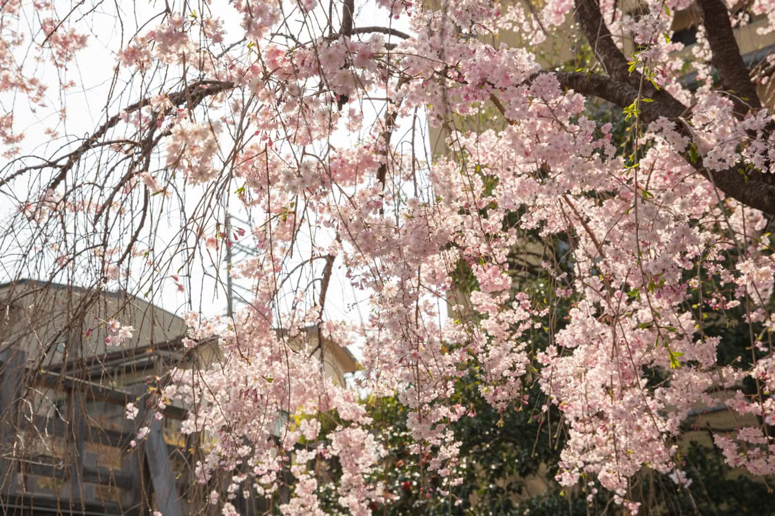 Best Flowering Trees for Front Yard - Weeping Cherry