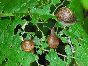 Slugs and Snails