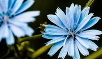 chicory