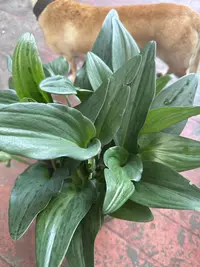 African False Hosta photo by a Botan App user