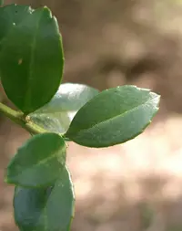 Japanese holly (Ilex crenata) plant
