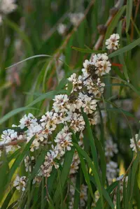 Western Australian Peppermint (Agonis flexuosa) plant