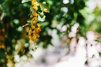 Sky flower (Duranta erecta) plant