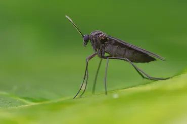 Fungus Gnats