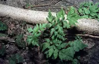 Asplenium pumilum plant