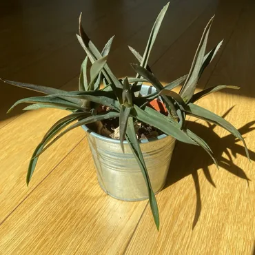 Aloe Flop