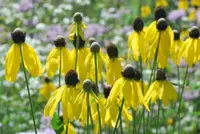 pinnate prairie coneflower (Ratibida pinnata) plant