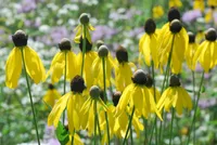 pinnate prairie coneflower (Ratibida pinnata) plant