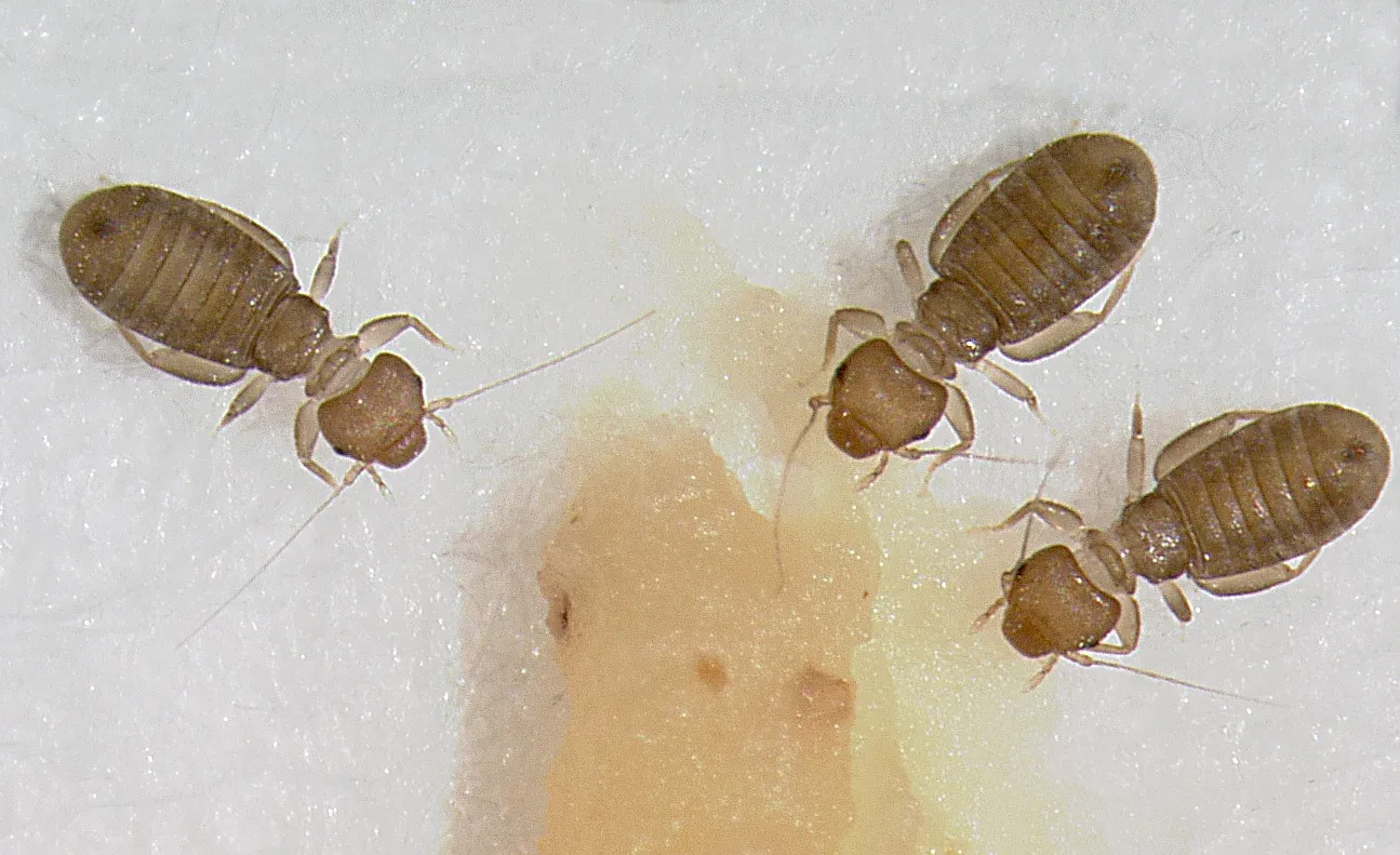 Tiny  Bugs That Look Like Poppy Seeds - Booklice