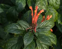 Costa Rican skullcap