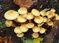 alder scalycap