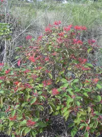 firebush